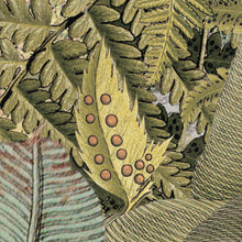 Lade das Bild in den Galerie-Viewer, AMAZONIA