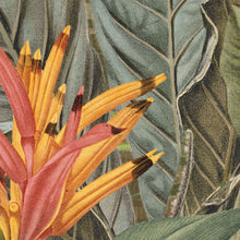 Lade das Bild in den Galerie-Viewer, AMAZONIA