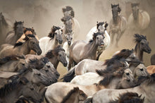 Lade das Bild in den Galerie-Viewer, WILD HORSES
